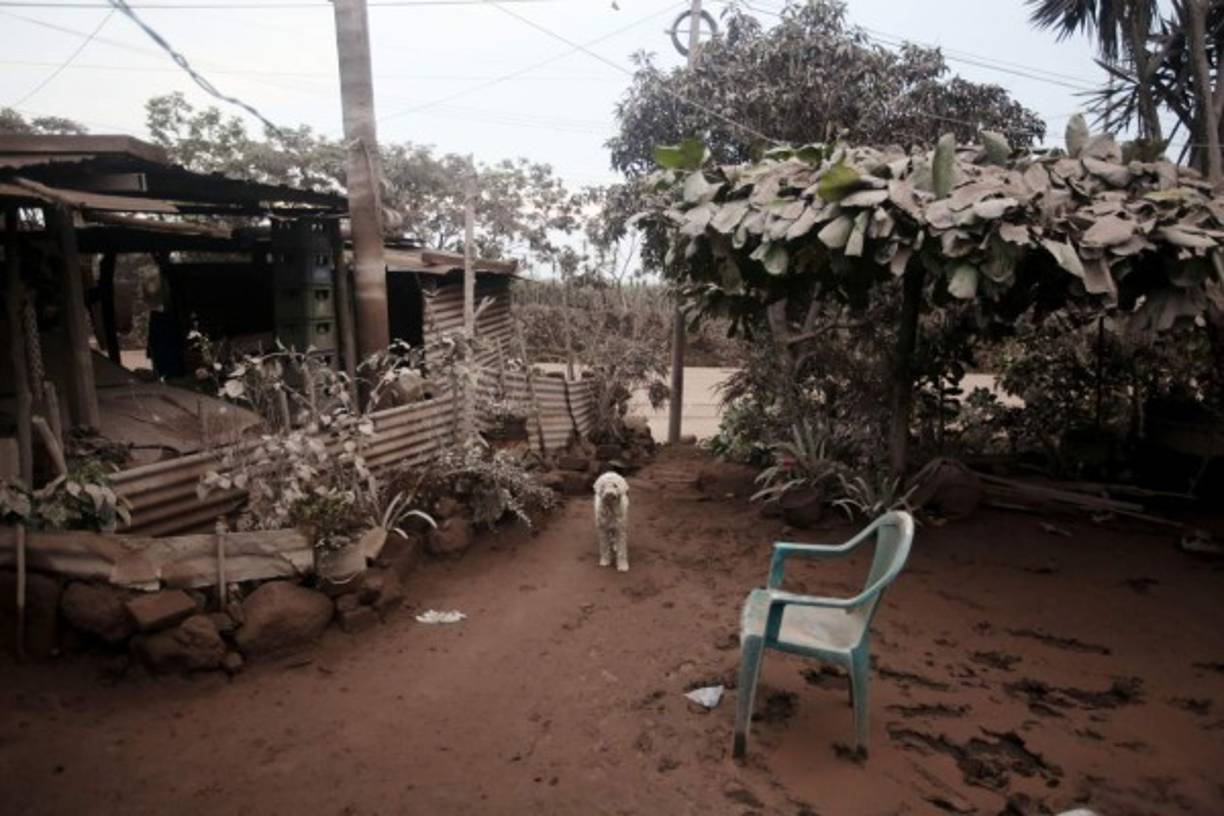 Este tipo de columnas, que pueden desplazarse a más de 100 km/h, mucho más rápido y mucho más lejos que las de lava, fueron las que provocaron tantas víctimas durante la famosa erupción del Vesubio, en el 79 d.C, que destruyó Pompeya.