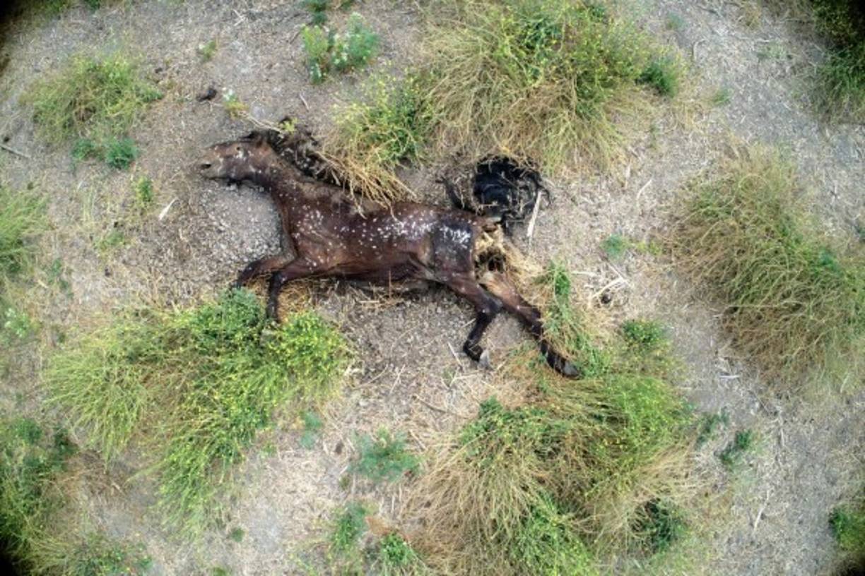Huesos de caballos y vacas se esparcen por el lecho seco y polvoriento de la laguna Aculeo.