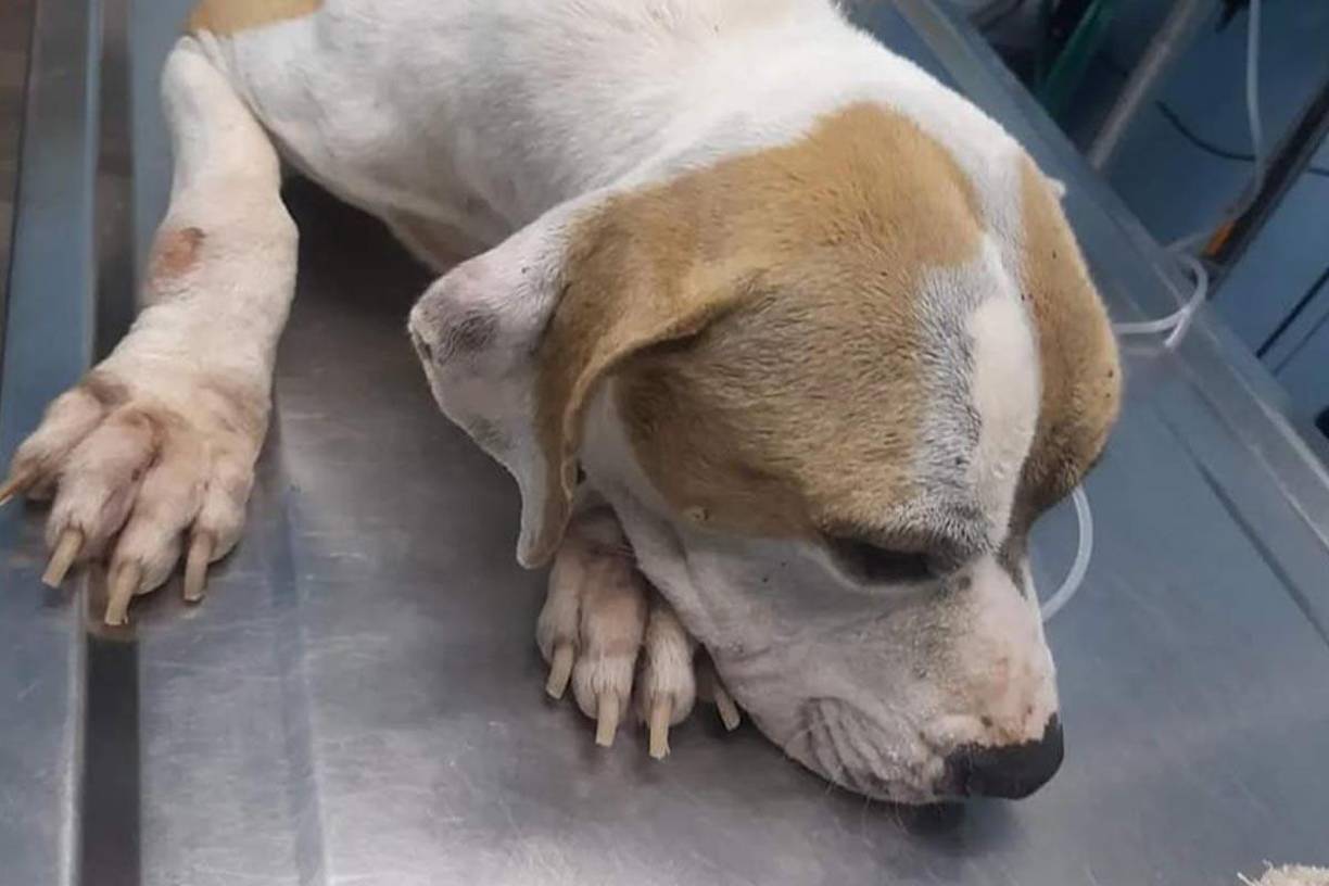  Luego de viralizarse el repudiable video, la organización “Colitas Callejeras” de Puerto Cortés pidió a la población identificar al sujeto.