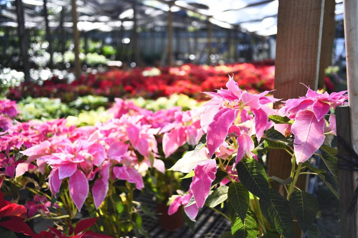 En este lugar las flores de Pascua se venden entre los L180 y L280, depende del color y tamaño de la planta.