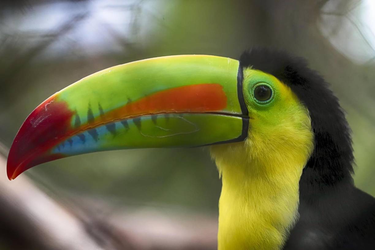 Fotografía de un tucán en recuperación, el 4 de junio del 2024, en el Centro Nacional de Conservación y Recuperación de Especies Rosy Walther que posee una colección de 24 especies de mamíferos, en Tegucigalpa.