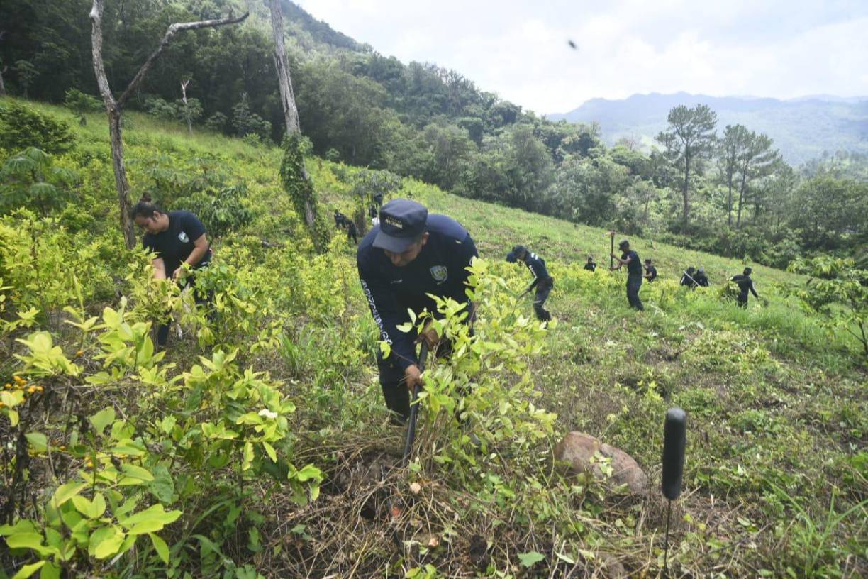 La erradicación se da hasta hoy pues se tomaron muestras de las plantas y se generó un análisis en el Ministerio Público para proceder a la destrucción de este. 