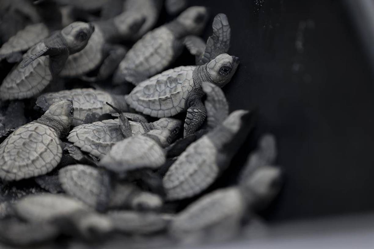 “Ahorita mismo tenemos la liberación de las ‘tortuguitas’; una vez ya, tras su periodo de incubación de 45 a 50 días, nacen y las liberamos en esta misma playa para que hagan su recorrido y puedan ejercitar sus pulmones”, declaró la coordinadora de proyecto de la Fundación Tortuguías, Jeannellys Moreno, de 26 años.