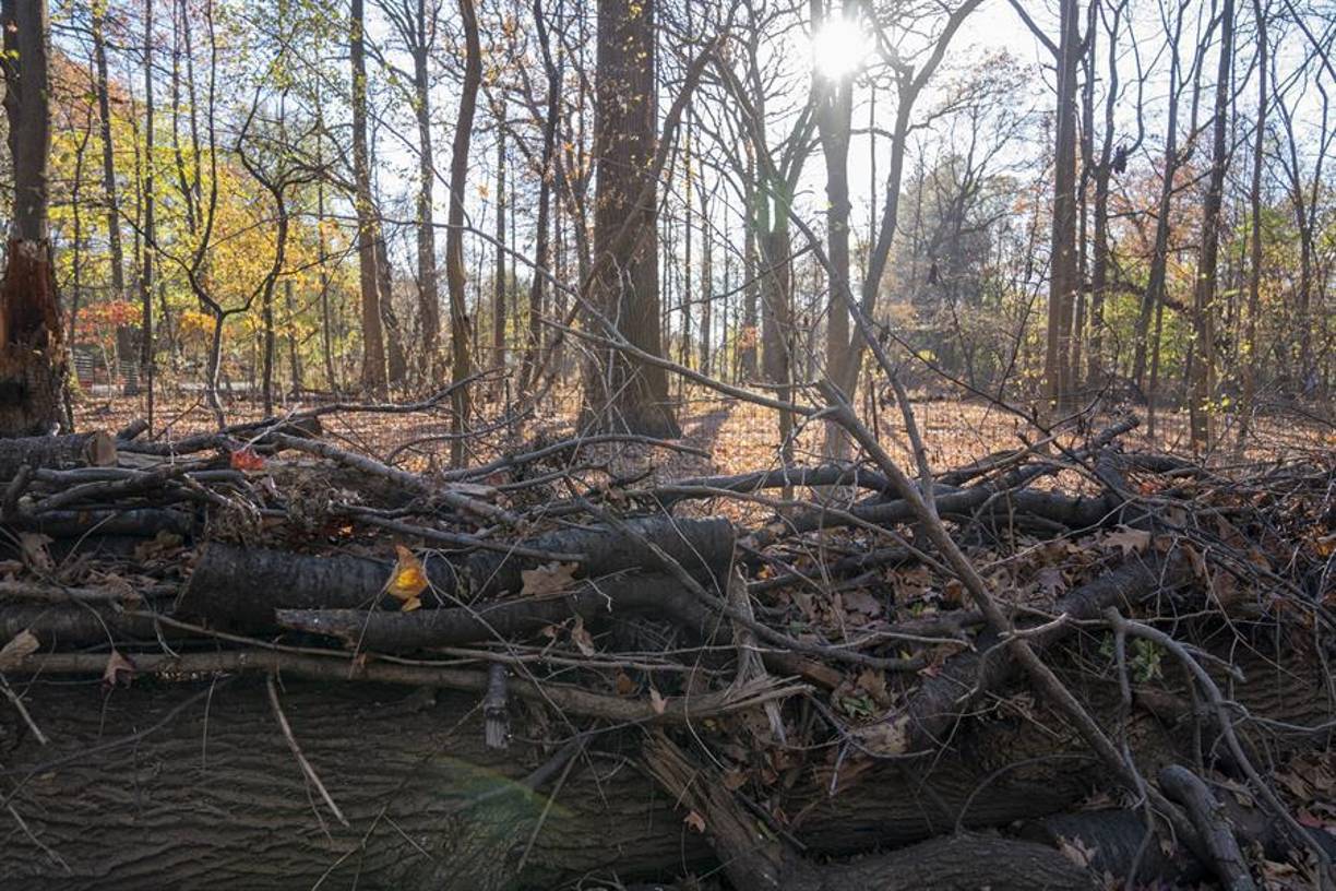 Las condiciones de sequía en el noreste de Estados Unidos son las peores para esta época del año desde 2016. Tanto la ciudad de Nueva York como Filadelfia (Pensilvania) y Bridgeport (Connecticut), tuvieron sus octubres más secos registrados desde entonces, según el Centro Climático Regional del Noreste.