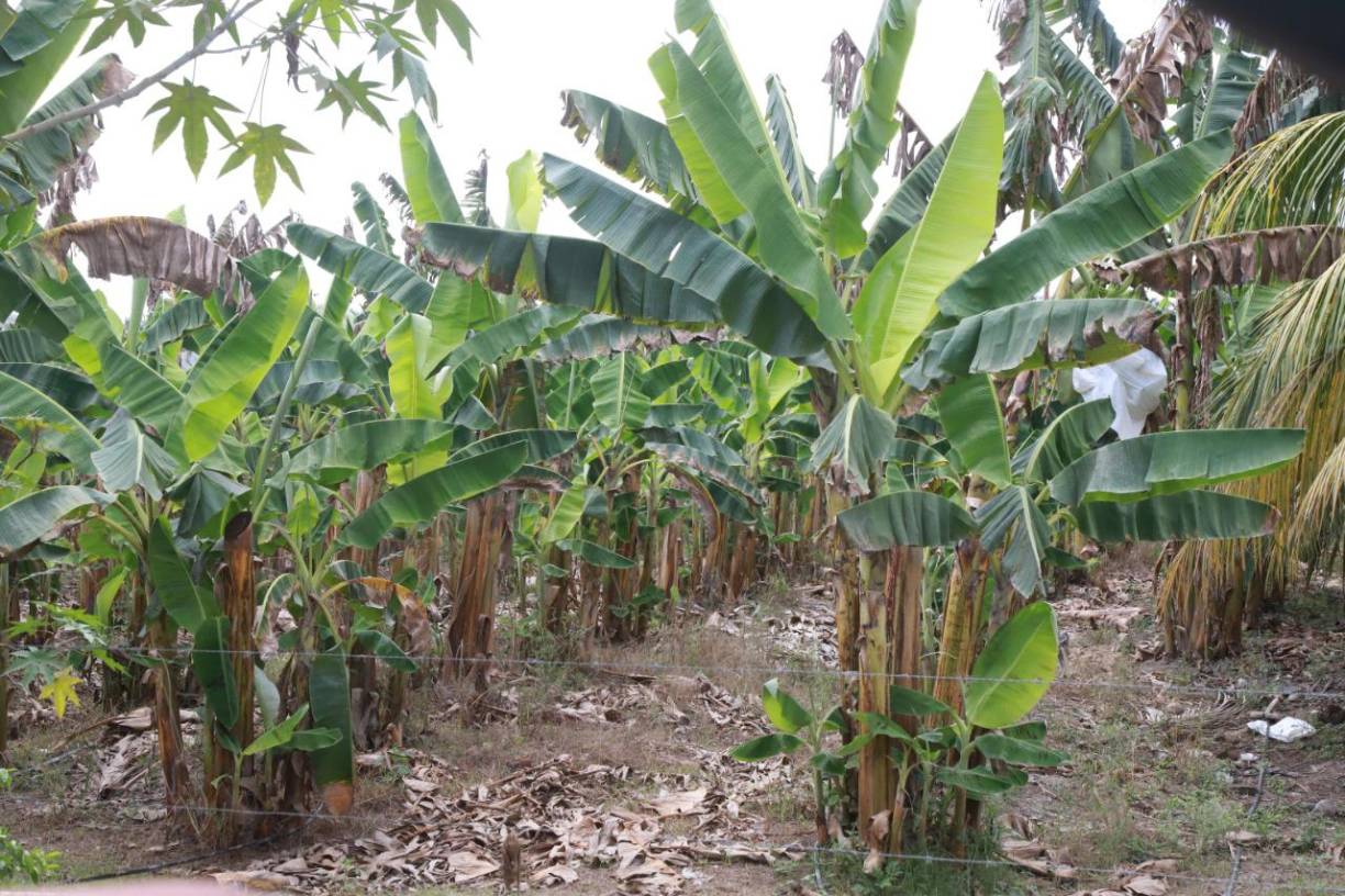 Cardona añadió que se está contra el tiempo porque se anuncian lluvias fuertes para esta temporada. “Estamos preocupados porque se anuncia un invierno bastante fuerte y esperamos en Dios que nos dé el tiempo para que se ejecuten estas obras”.