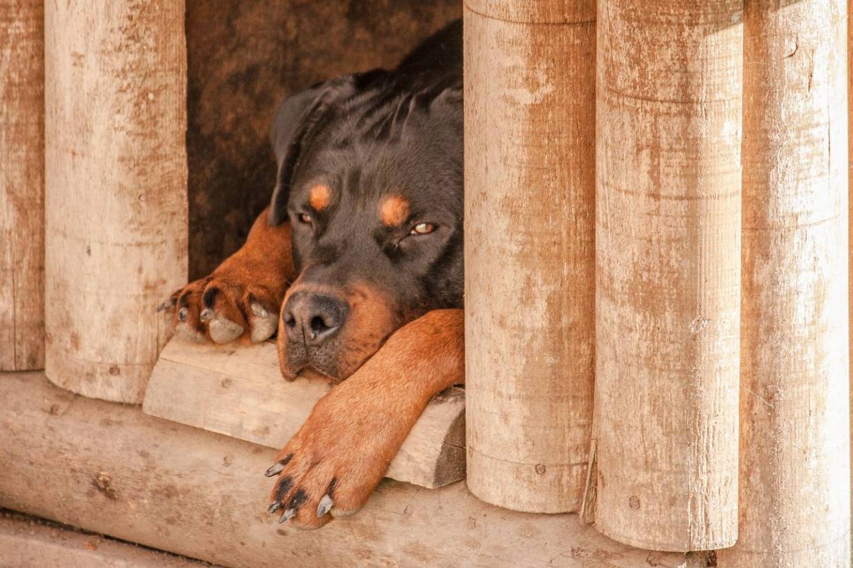 El <b>Rottweiler</b> fue entregado posteriormente a la Policía Municipal para “seguir los procedimientos legales según la Ley de Protección Animal”. 