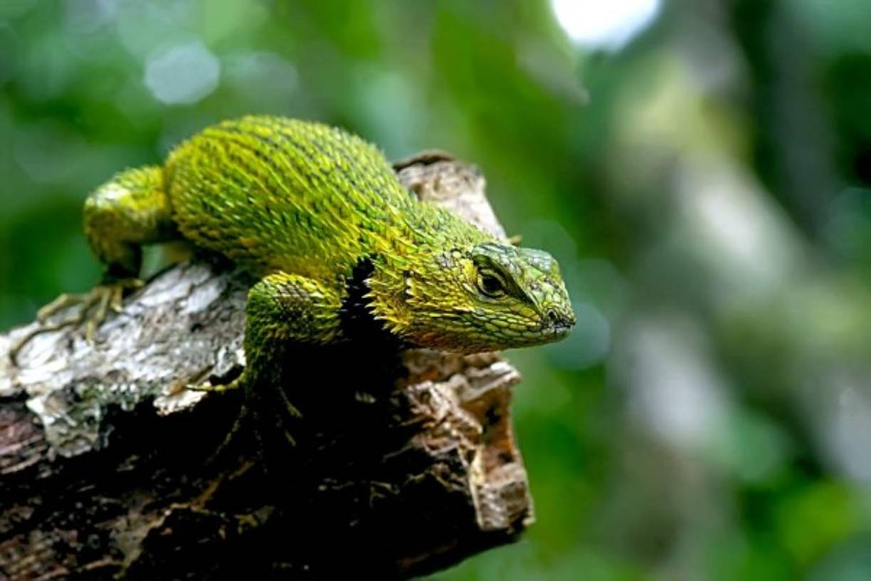 El pichete espinoso, Sceloporus malachiticus, es una lagartija bastante dócil a pesar de su fiero aspecto. Vive desde Guatemala hasta Panamá.