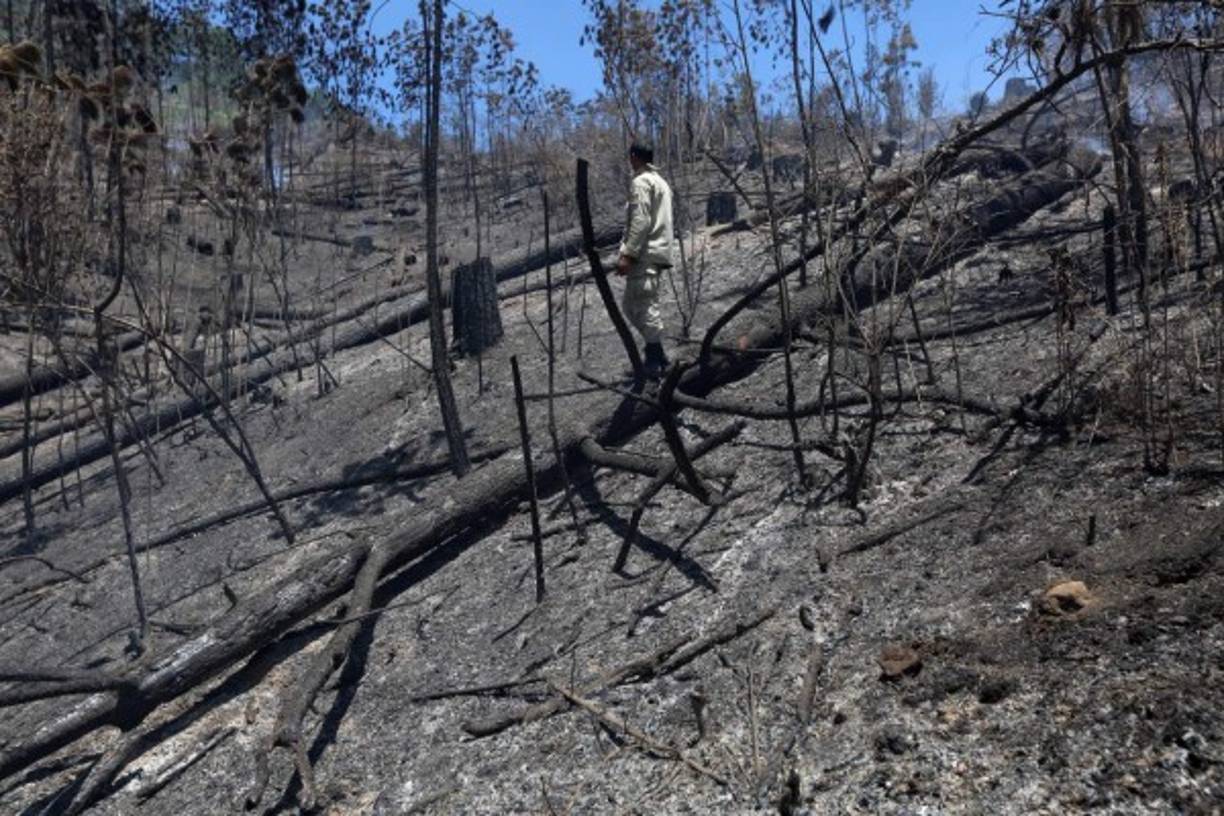 Entre enero y marzo se han registrado unos 192 incendios forestales, reporta el Instituto de Conservación Forestal (ICF).