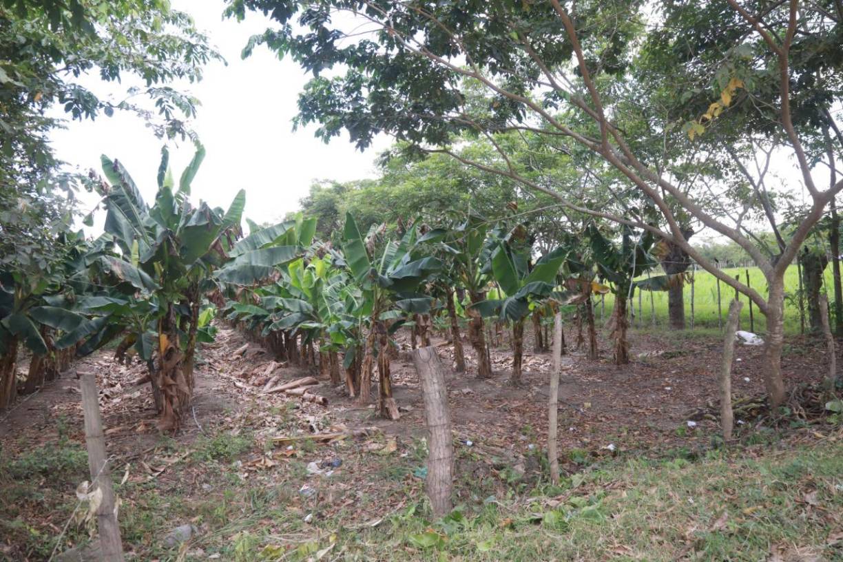 “Son obras bien puntuales, una de ellas es en la margen izquierda del río Ulúa, que afecta los municipios de San Manuel, La Lima y parte de El Progreso.Otro es en campo Lupo Nuevo, Guaruma Dos, que son 60 metros de bordo que hay que reconstruir, en Campín, hay otras para el sector de Guaymas, para los campos bananeros del sector de El Progreso.Son proyectos bastante grandes y de gran monto económico”, detalló.