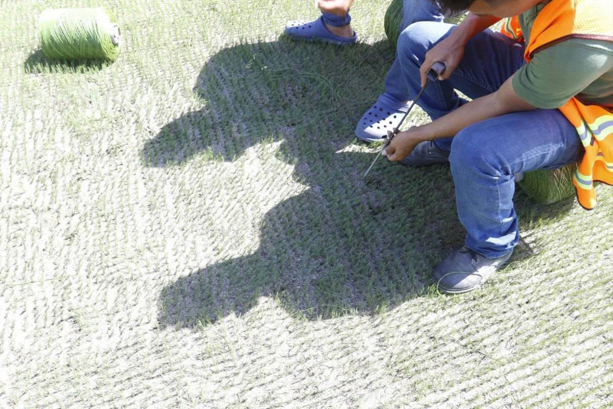 Después vendrá el proceso de preparación de terreno para sembrar la semilla, que germina de uno a siete días, lo cual dará inicio a los trabajos con la grama natural.