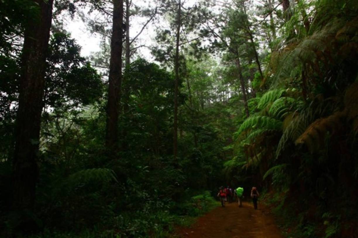 El parque se encuentra a dos horas de la Capital Industrial. Si desea entrar al Cusuco por su frontera suroeste, la más conocida, debe tomar la carretera que conduce de San Pedro Sula a occidente y entrar a Cofradía. Ya en el sitio toma el camino de tierra que lo llevará directo a la comunidad de Buenos Aires, ubicada a cinco kilómetros de la reserva.
