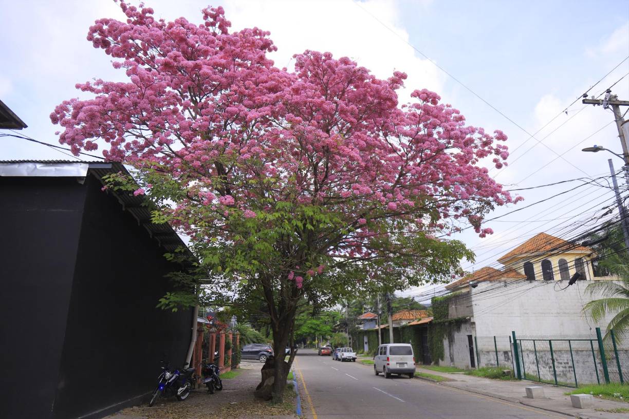 El macuelizo enano es una especie cautivo la mirada y los corazones de todos los que viven en San Pedro Sula, desde la década de los 90’s en adelante. Esta especie por sus características que presenta ha sido plantada en las diferentes calles, avenidas, plazas, parques y áreas verdes residenciales, por su adaptabilidad, porte y sus colores llamativos.