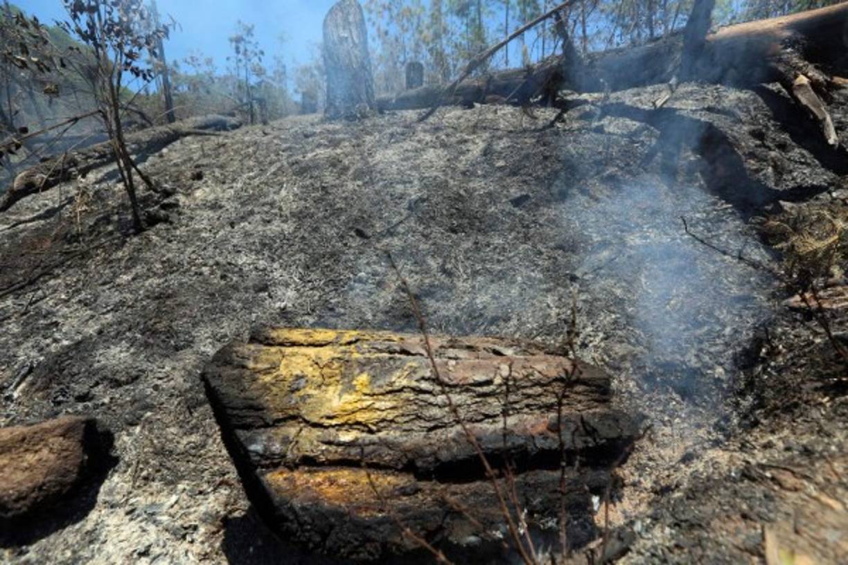 Se calcula que más de cuatrocientas hectáreas de bosque se quemaron tan solo esta semana.