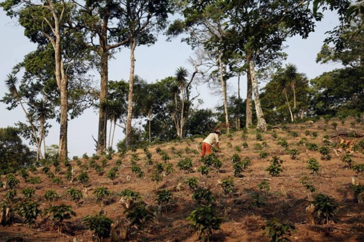 Una parte de los miles de pobladores que viven en la montaña se dedican a la siembra de café.