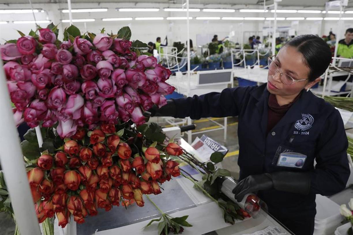 Los productores de flores de Colombia respiran más tranquilos porque podrán seguir exportando sin aranceles 900 millones de tallos a Estados Unidos, un mercado que llegó a estar en riesgo por las disputas entre los presidentes de los dos países en vísperas de San Valentín, la festividad estadounidense más romántica del año.