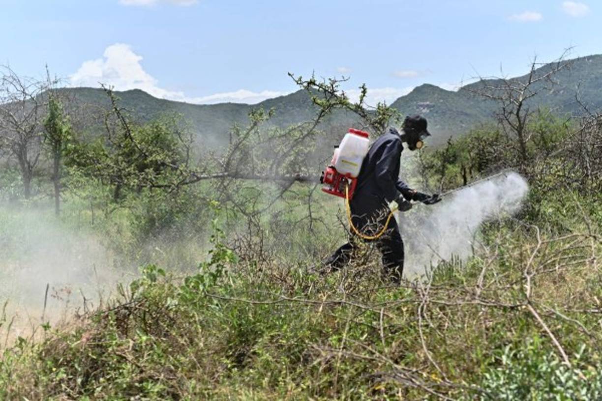 Las langostas se han extendido desde Etiopía y Somalia hasta Kenia, donde la Organización de Naciones Unidas para la Alimentación y la Agricultura (FAO) estimó que, a finales de enero, una única nube de langostas cubría una superficie de 2.400 km2, equivalente a la extensión de Luxemburgo.