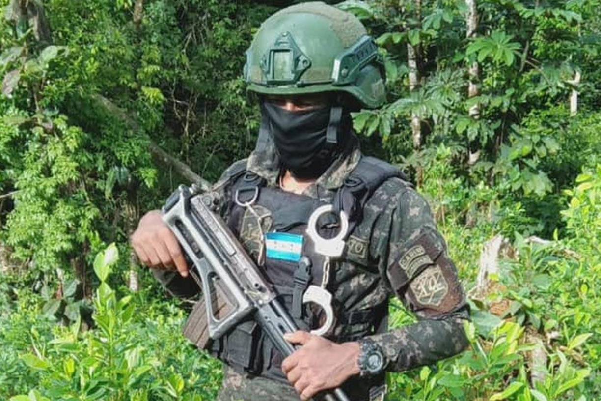 Decomisan 154 mil arbustos de hoja de coca en Colón