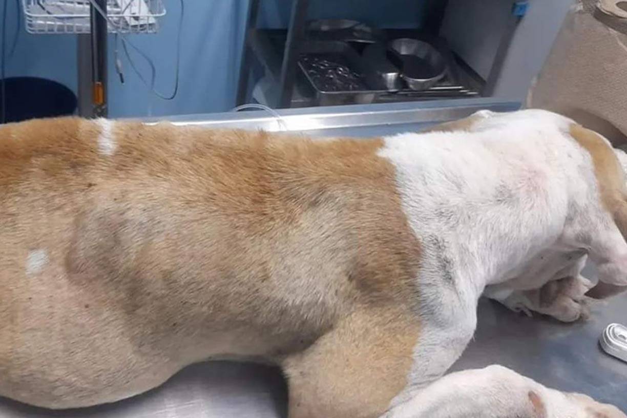 La perrita a la que ciudadanos integrados en organizaciones de defensa de los derechos de los animales PROA y Colitas Callejeras llevaron al animal a una clínica veterinaria donde recibe cuidados necesarios para su recuperación.