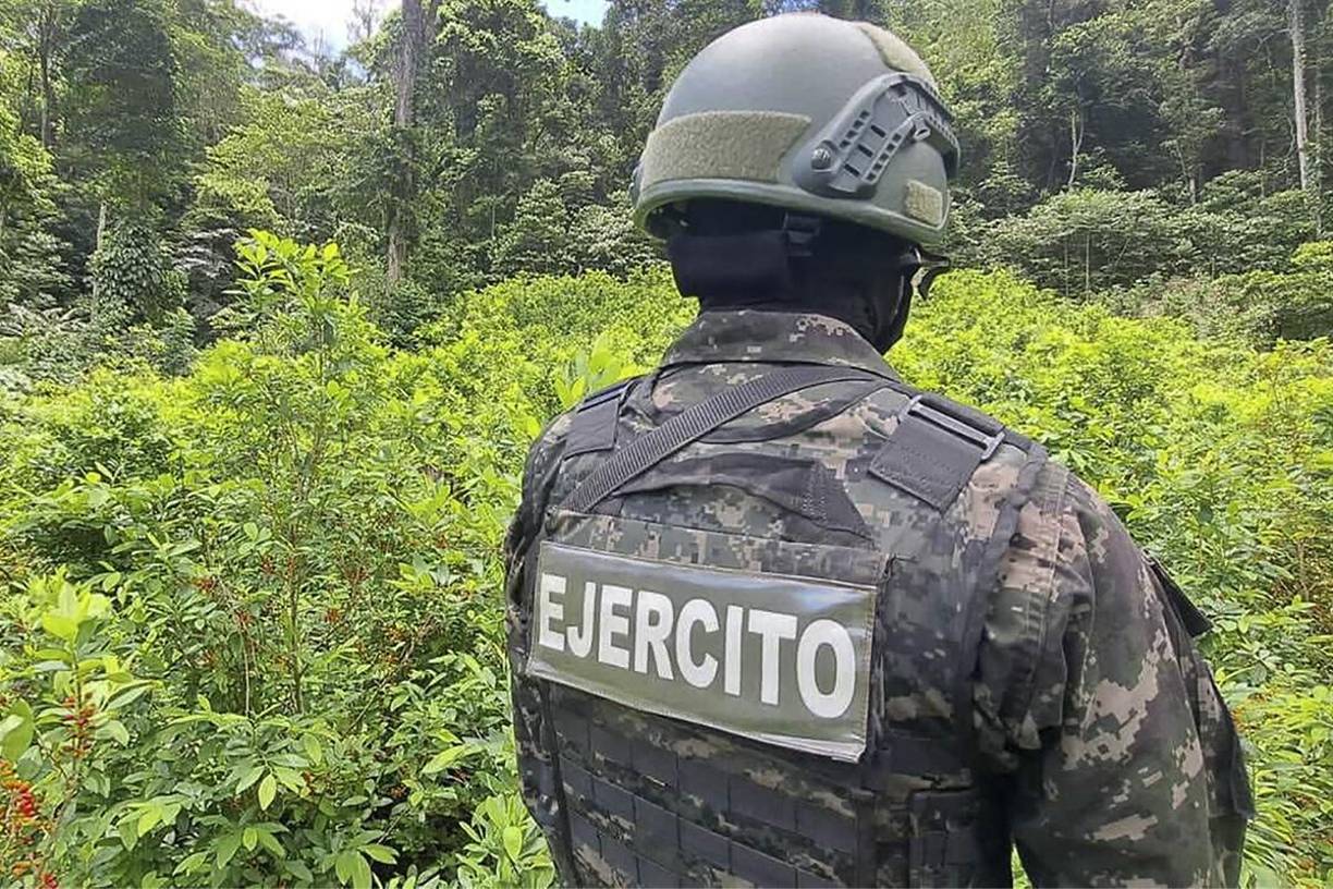 Las plantas aseguradas y erradicadas tienen una altura de 1,6 y 2,3 metros listas para cortar las hojas y fabricar el clorhidrato de <i>cocaína</i>. 