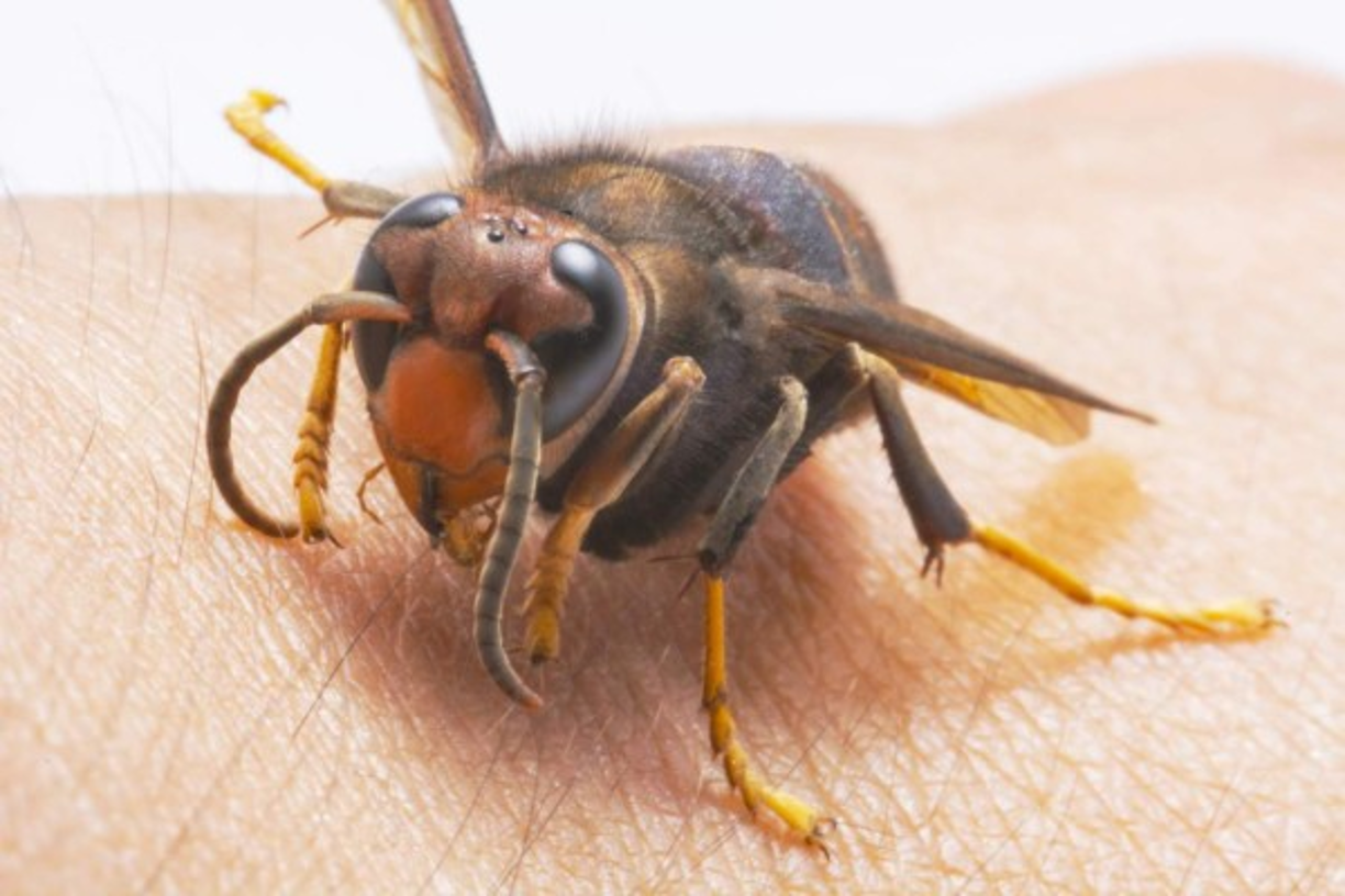 Aunque la vespa mandarina es originaria del continente asiático, y nunca antes se había detectado su presencia en América del Norte, desde diciembre de 2019 se han reportado distintos avistamientos en el estado de Washington y White Rock, Canadá.