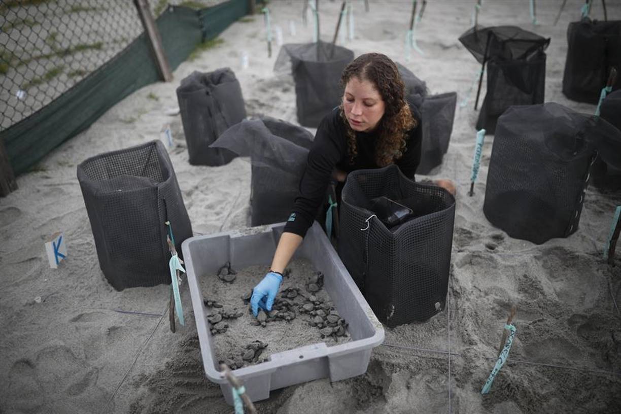 “Se le llaman los famosos ‘bolicheros’. Ellos pasan en esta zona fuera de su rango permitido, que es una milla de la costa (...) y hemos visto la disminución de las nidadas por tortugas, cuando hay estos eventos”, sostiene Moreno.