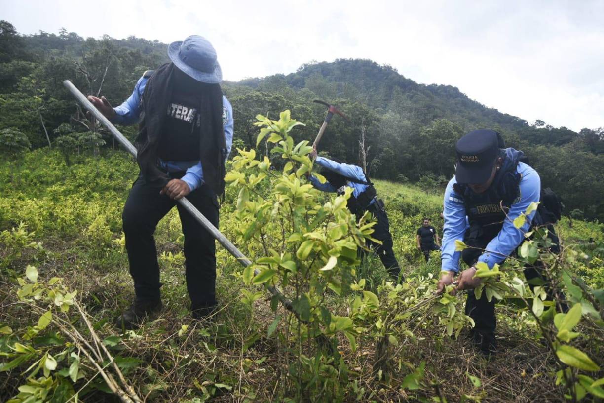 La plantación se halló y aseguró el pasado 27 de julio, mediante un operativo de inteligencia.