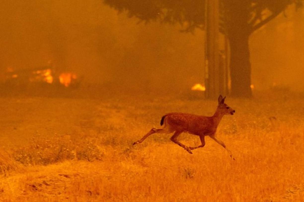 Los incendios han causado estragos en la flora y fauna de la región.