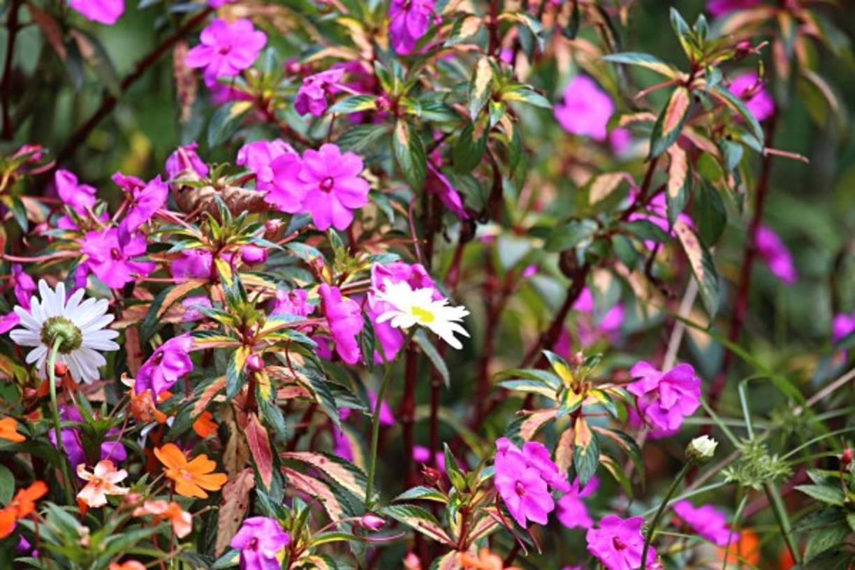La flora del Cusuco es muy diversa, a lo largo de su extensión alberga más de 900 diferentes formas de vida vegetal.