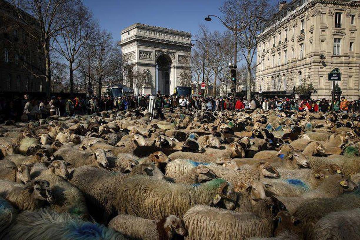 El protagonista de esta historia detalló que sacar del lugar al rebaño aproximado de 500 ovejas que estaban bajo el efecto del cannabis no fue nada fácil.
