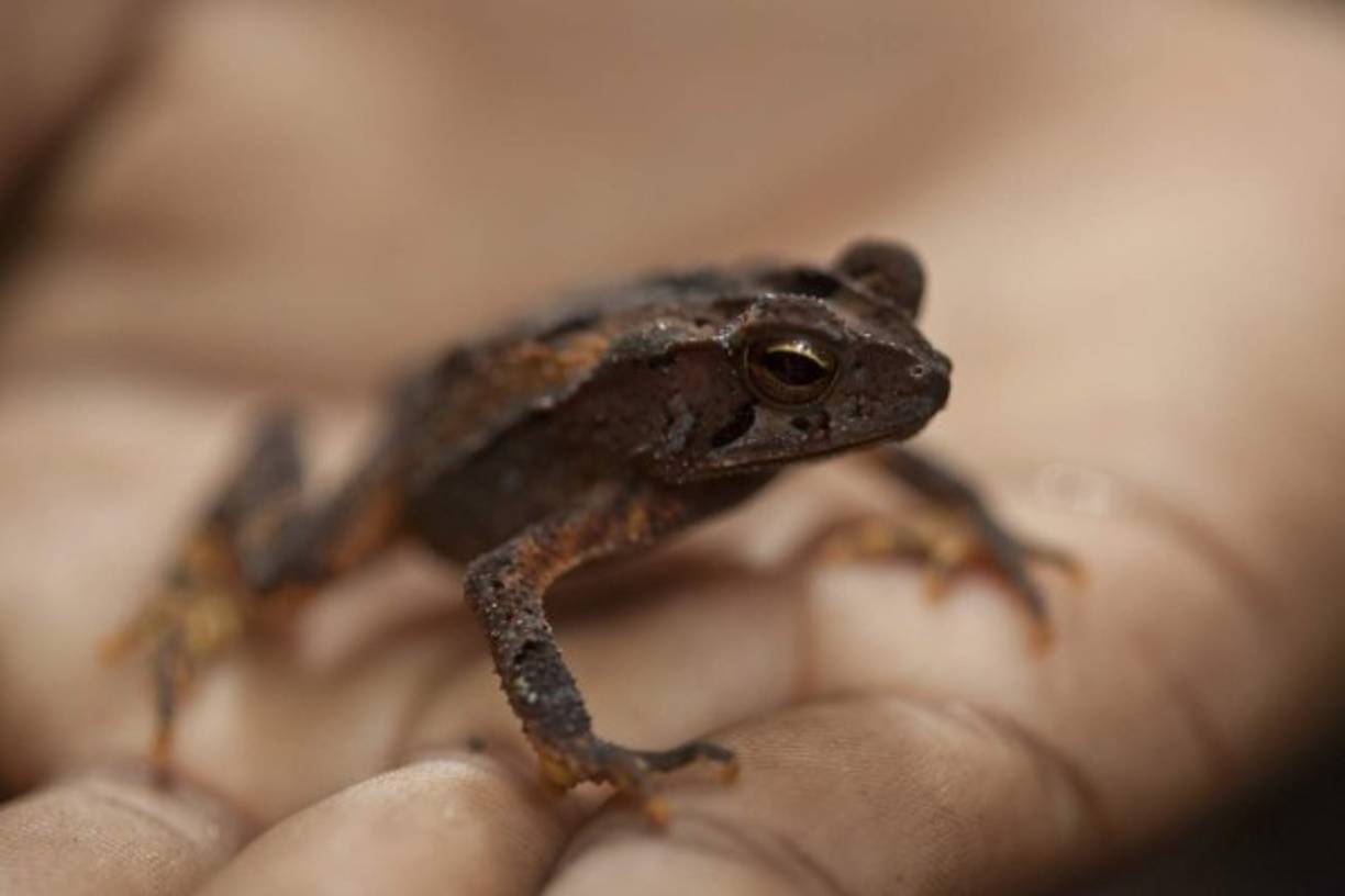 Los expertos aún no saben qué especie es esta rana que se puede observar en Pico Bonito.
