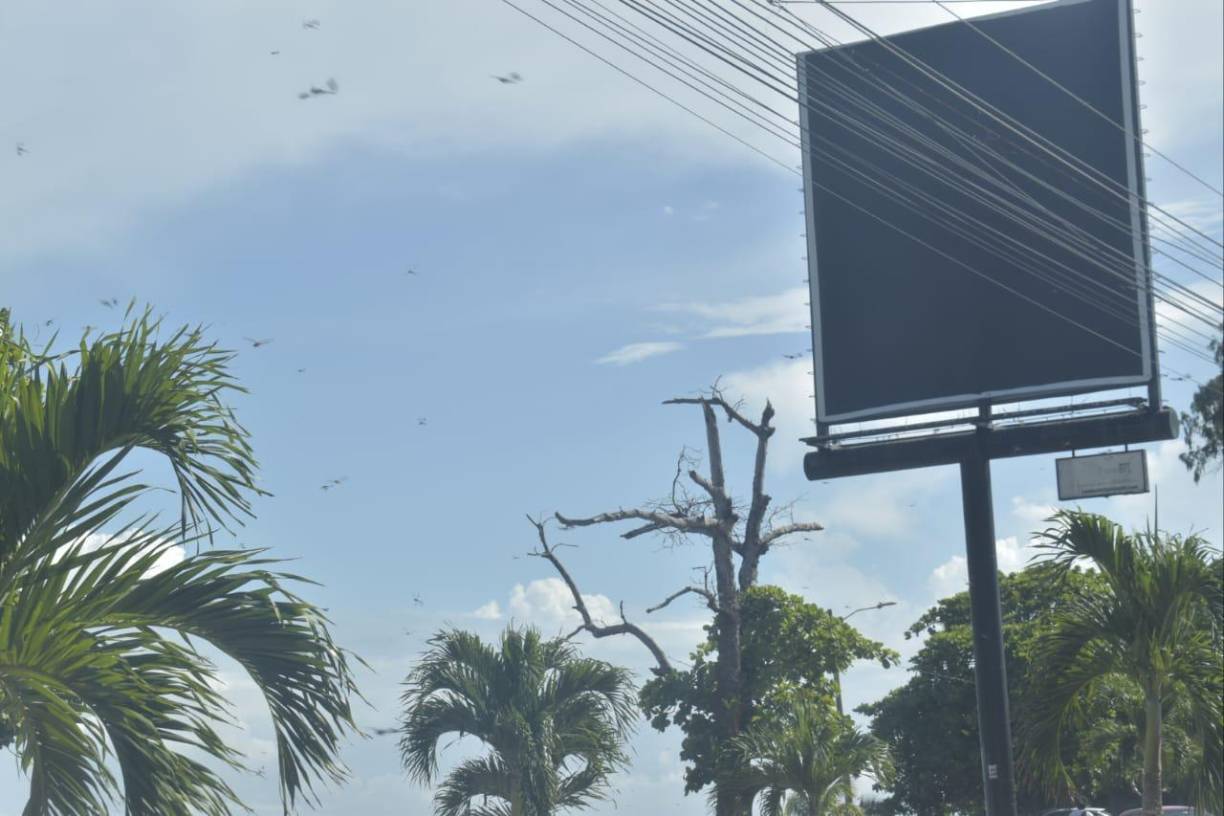El fenómeno ha atrapado la atención de los ceibeños, mismos que han viralizado fotografías de las Libéluas en redes sociales.