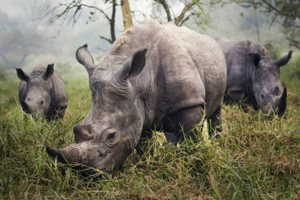 Tres rinocerontes blancos, en peligro de extinción, fueron captados en el santuario Rhino de Uganda por Stefane Berube.