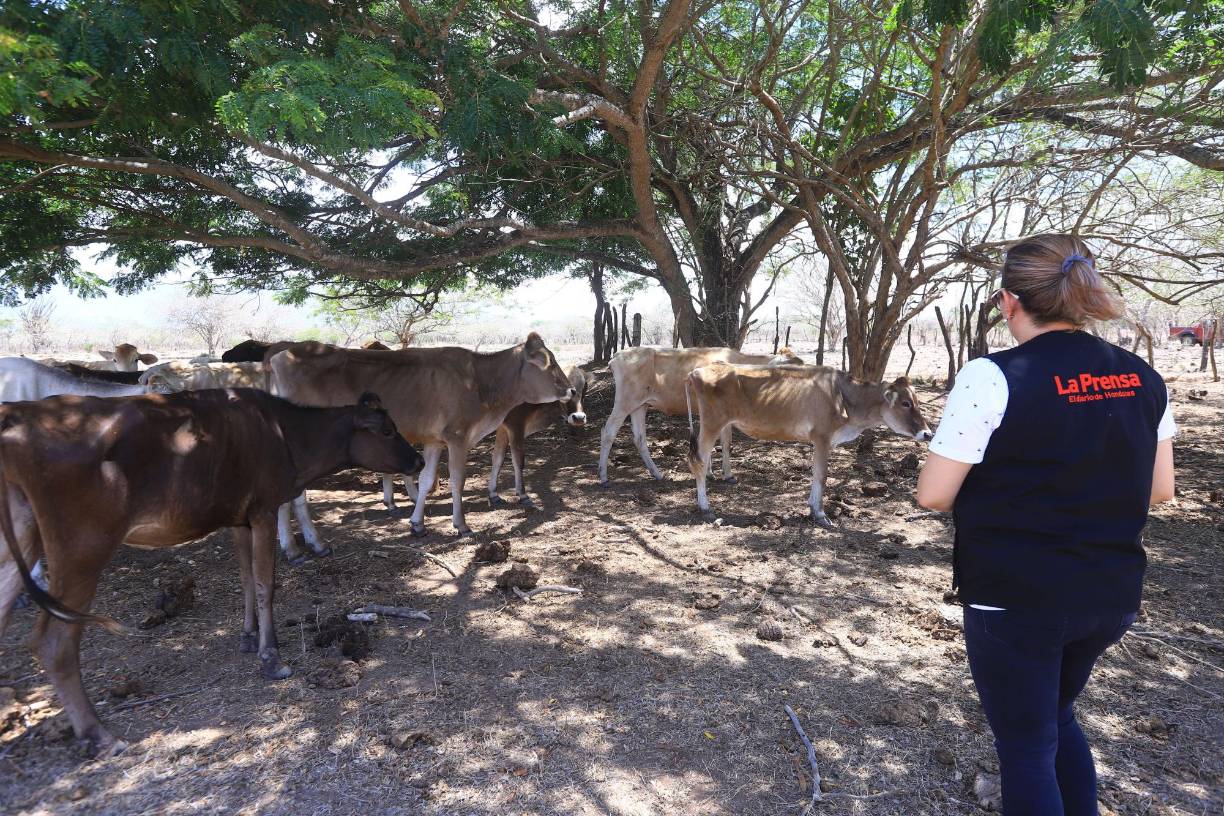 Un equipo periodístico de Diario La Prensa hizo un recorrido por la zona y los estragos de las sequías en evidente.