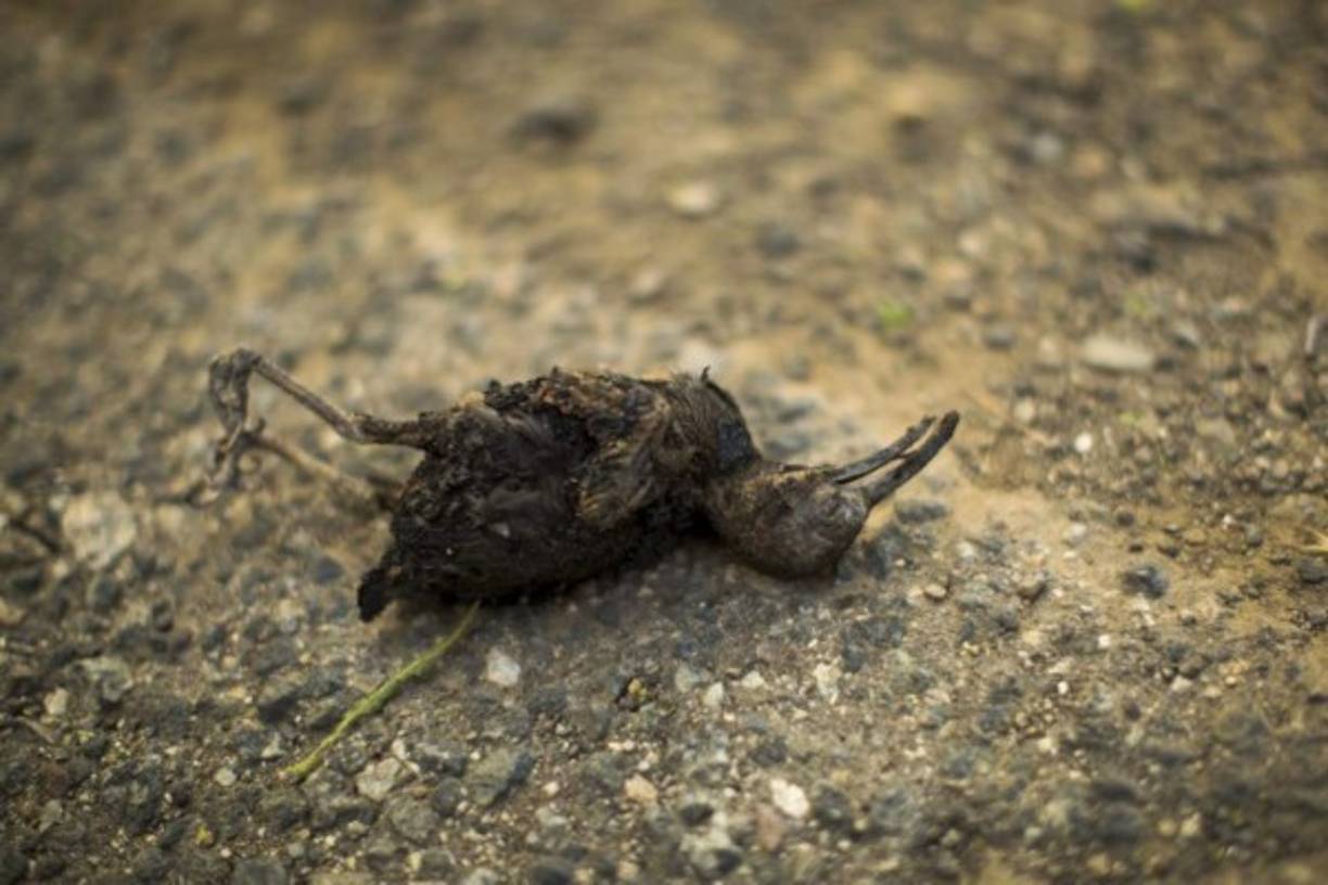 En la imagen, un pájaro se deja muerto como consecuencia de las llamas durante el incendio de Woolsey el 9 de noviembre de 2018 cerca de Malibu, California.