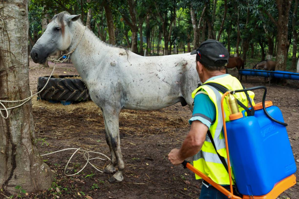 Mientras Lucero luce diferente, en las calles de San Pedro Sula se han realizado varias protestas exigiendo la entrega de los caballos, algo que el alcalde niega acceder porque asegura que no tolerará el maltrato animal.