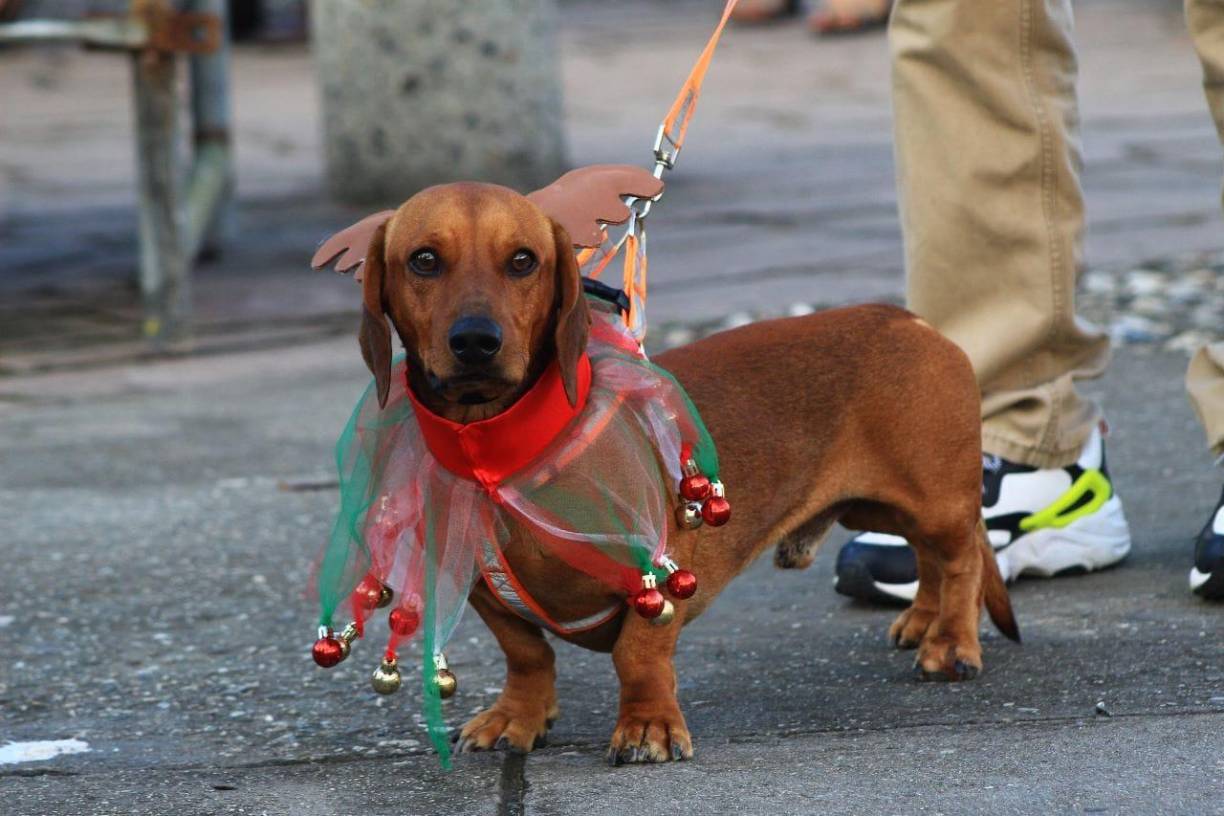 La competencia canina 2023 será el sábado 9 de diciembre a partir de las 4:00 pm en el parque central.