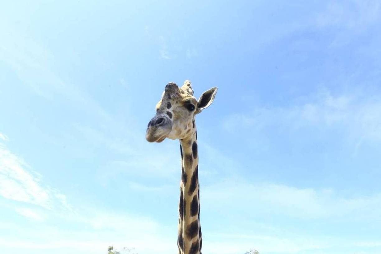 El animal era uno de los más de 400, de 58 especies, que tenía el zoológico hasta finales de 2018, cuando era administrado por un grupo de veterinarios conocido como Arca de Noé.