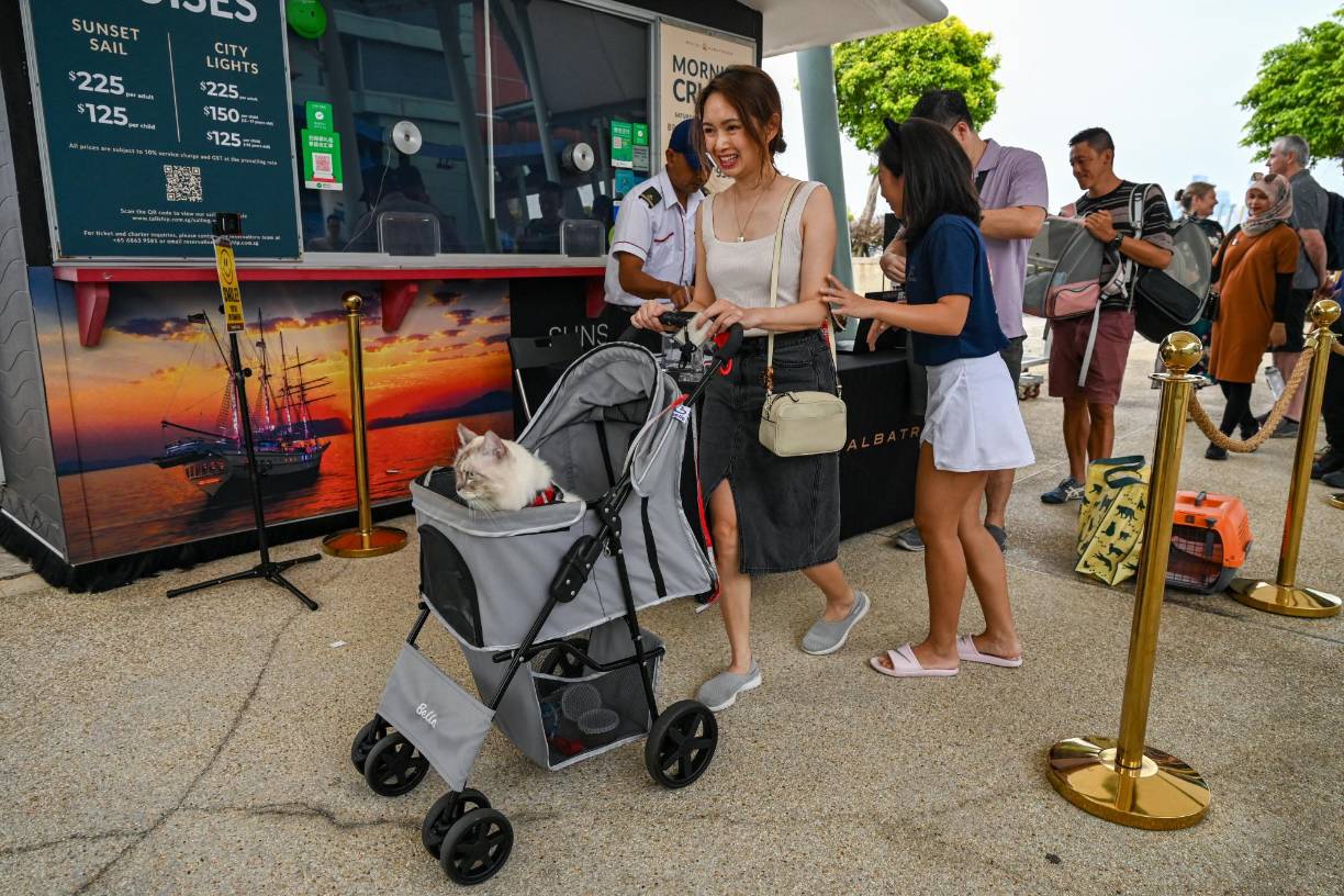 “Es un buen momento para pasar en familia, como acabamos de tener a Mahmud”, un gatito de cuatro meses, explica Aziana Aziz, profesora de 41 años, junto a su marido y su hijo. “Lo aprecia (...) es curioso, mira por todas partes, así que sí, creo que es un <b>gato</b> feliz”. 