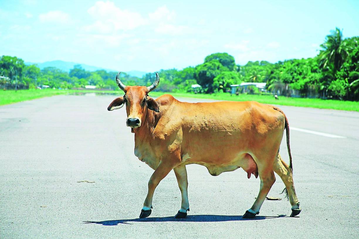 Hasta vacas circulan por la pista teleña. El Gobierno de Honduras aún no demarca un plan de recuperación. 
