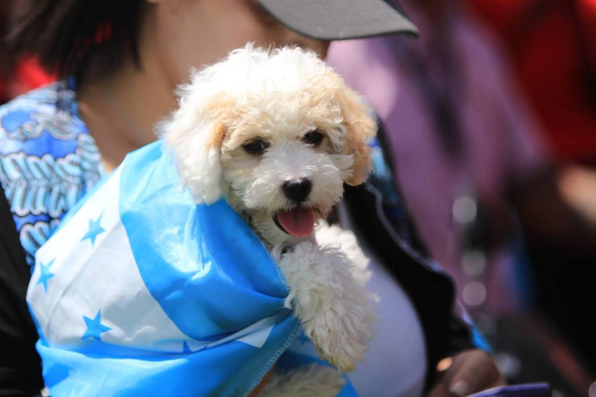 ¡Estos está perro señores! Este bello canino andavo muy patriótico en la capital.
