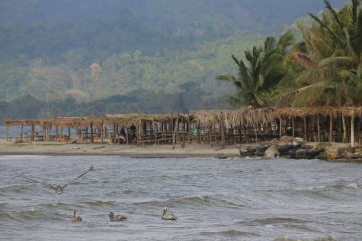 Observe a los pelícanos pescando mientras disfruta de las pacíficas aguas de Masca.
