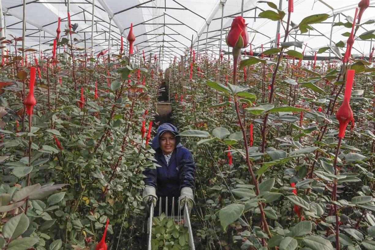 Por eso el pasado 26 de enero la floricultura vivió horas de angustia cuando el presidente estadounidense, Donald Trump, ordenó la imposición de aranceles del 25 % a todos los productos colombianos ante la negativa de su homólogo Gustavo Petro a permitir la entrada de dos aviones enviados por ese país con migrantes deportados, pero la restricción comercial finalmente no se concretó.