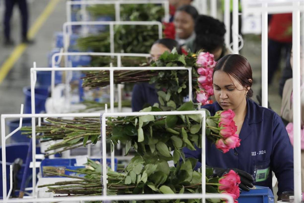 Lo cultivos y ventas de flores generan anualmente 110.000 empleos directos y 90.000 indirectos en Colombia donde las principales especies exportadas son las rosas, claveles, crisantemos, hortensias y astromelias.