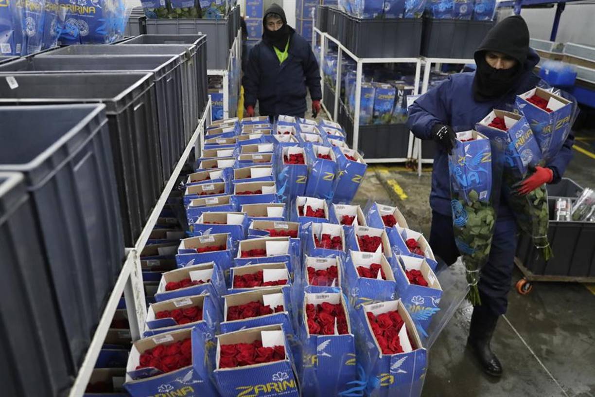 Al referirse a lo que pudo haberse ido a pique si se hubieran concretado los aranceles de EE.UU., Solano dijo: “Estamos hablando de más de 60.000 toneladas (de flores), 900 millones de tallos, eso puede representar un 18 % de las exportaciones anuales del sector”.