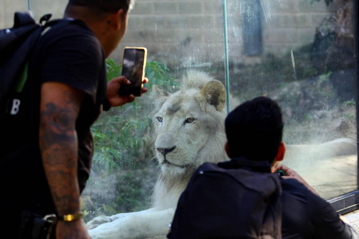 La importancia de estos nacimientos, registrados de forma natural entre el 27 y 28 de noviembre, radica en la fragilidad de la especie, se estima que en todo el mundo existe poco más de un centenar de estos felinos.