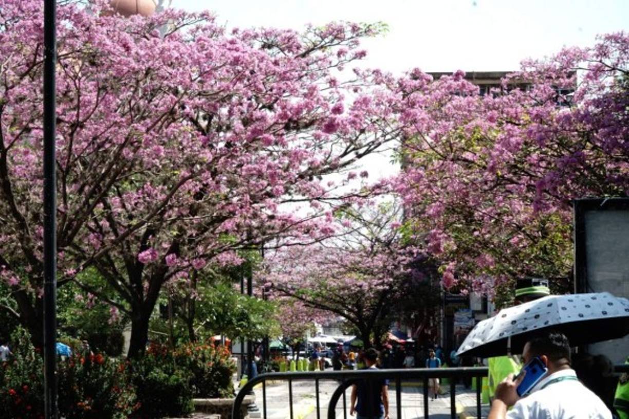 En la peatonal del Parque Central de San Pedro Sula se pueden observar algunos árboles que engalanan el lugar. Fotos José Cantarero.