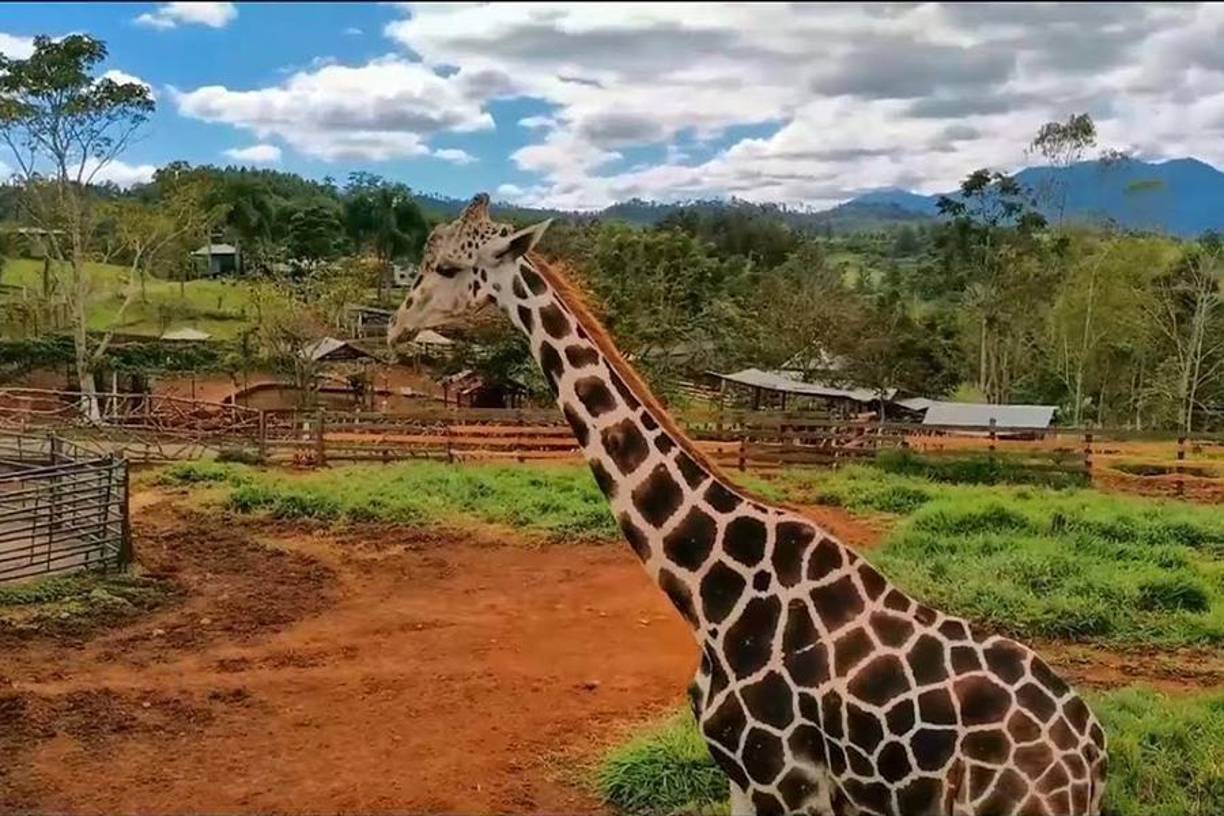 El animal era protegido y cuidado por la administración, a pesar de las limitaciones económicas. El Estado de Honduras no provee los fondos necesarios para el cuidado de decenas de animales salvajes y exóticos que viven en Joya Grande. 