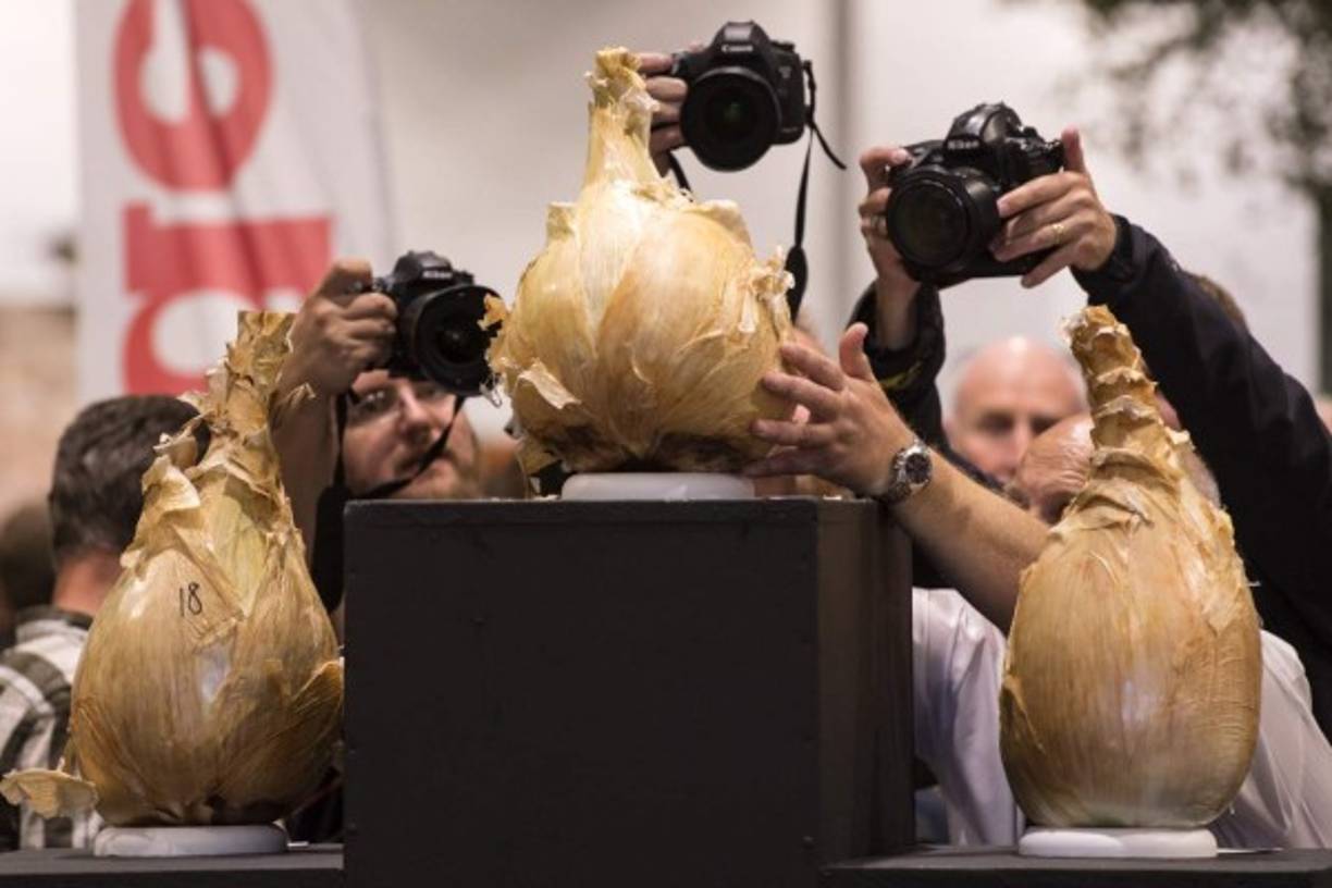 INGLATERRA. Tres cebollas de peso en el podio. Periodistas fotografían el podio de las cebollas ganadoras en la competición de la cebolla más pesada durante el primer día de la Feria de Flores de Harrogate. Foto: AFP/Oli Scarff