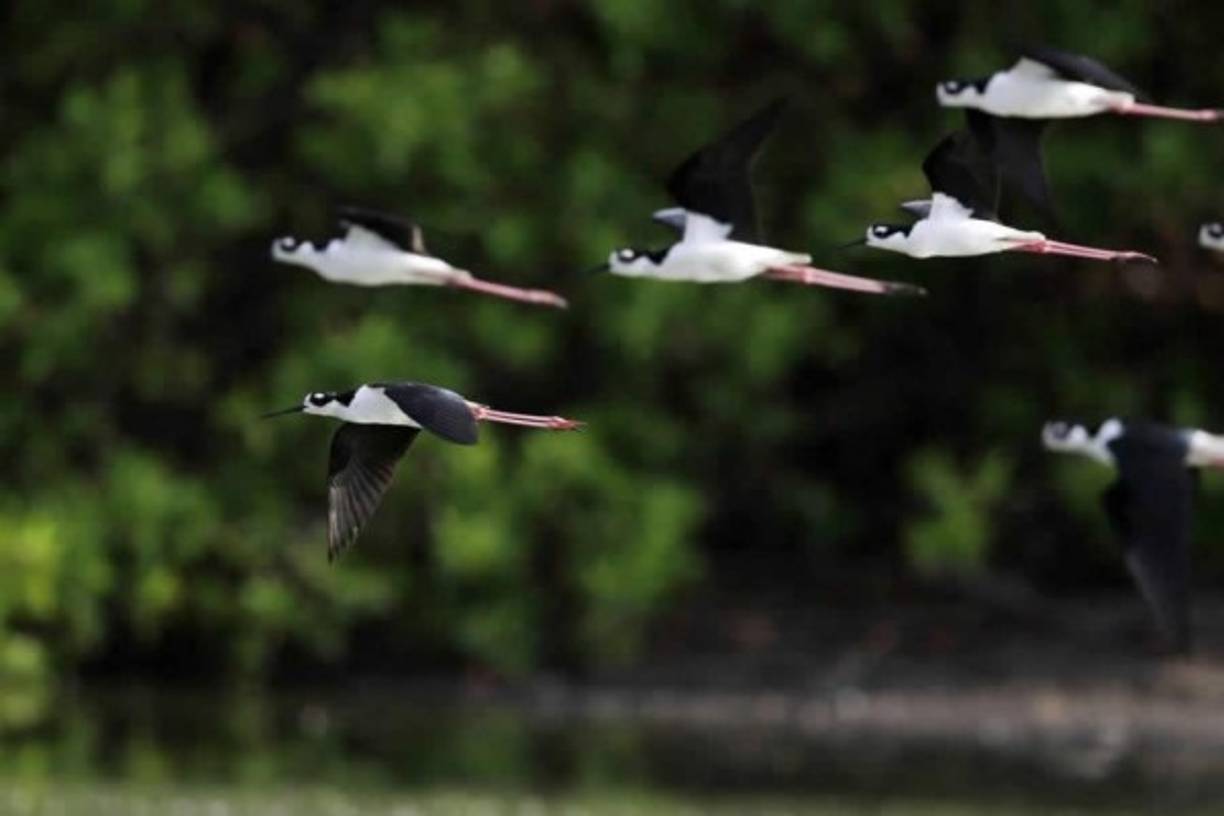 Fotografía fechada el 16 de abril de 2020 que muestra a 'soldaditos' mientras vuelan, en la zona de Guacalillo (Costa Rica).