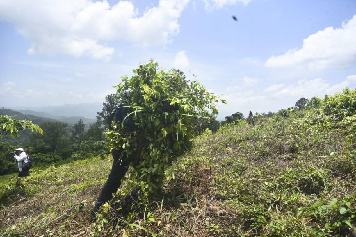 En los primeros siete meses de 2023 se han erradicado 3.5 millones de arbustos de hoja de coca en Honduras, según datos policiales.